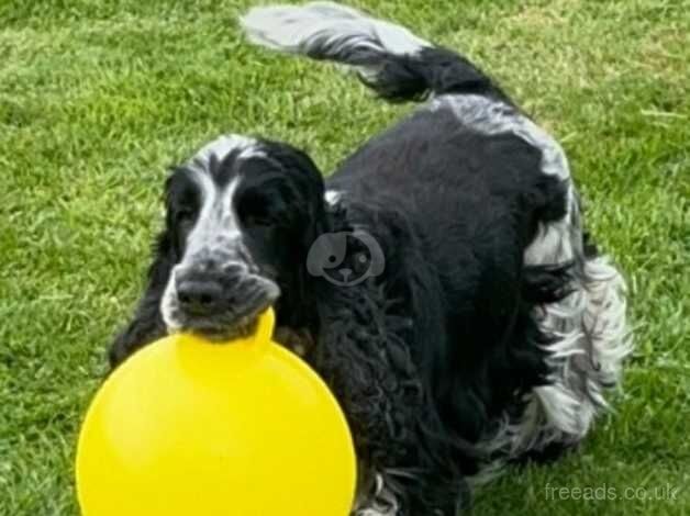 KC reg show cocker spaniel for sale in Newbury, Berkshire - Image 2