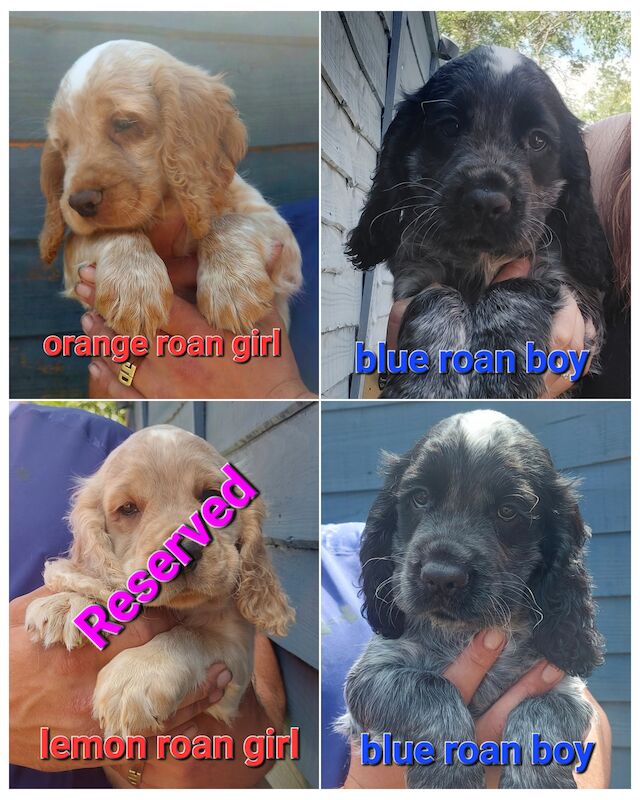 *KC Reg'd Working Cocker Spaniel Puppies*Health Tested Parents* for sale in Leyland, Lancashire
