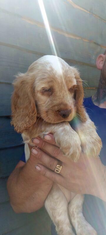 *KC Reg'd Working Cocker Spaniel Puppies*Health Tested Parents* for sale in Leyland, Lancashire - Image 2