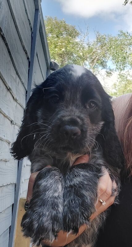 *KC Reg'd Working Cocker Spaniel Puppies*Health Tested Parents* for sale in Leyland, Lancashire - Image 3