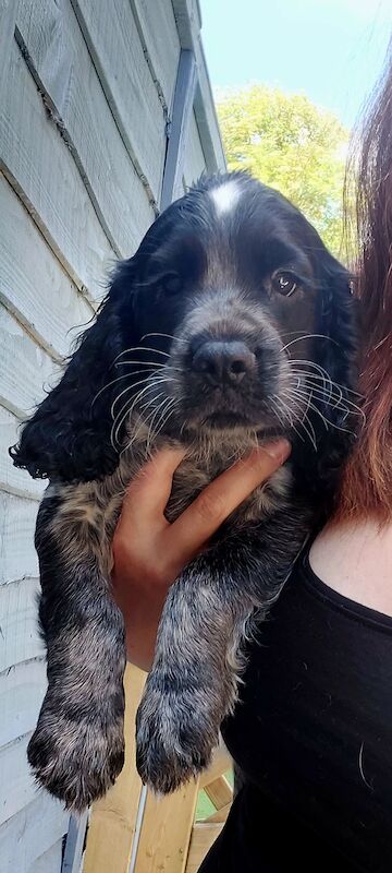 *KC Reg'd Working Cocker Spaniel Puppies*Health Tested Parents* for sale in Leyland, Lancashire - Image 4