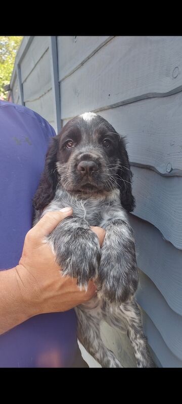 *KC Reg'd Working Cocker Spaniel Puppies*Health Tested Parents* for sale in Leyland, Lancashire - Image 5