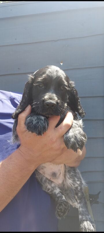 *KC Reg'd Working Cocker Spaniel Puppies*Health Tested Parents* for sale in Leyland, Lancashire - Image 6