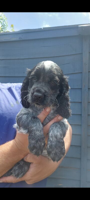 *KC Reg'd Working Cocker Spaniel Puppies*Health Tested Parents* for sale in Leyland, Lancashire - Image 7