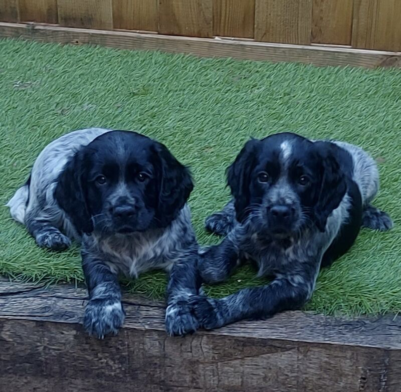 *KC Reg'd Working Cocker Spaniel Puppies*Health Tested Parents* for sale in Leyland, Lancashire - Image 8