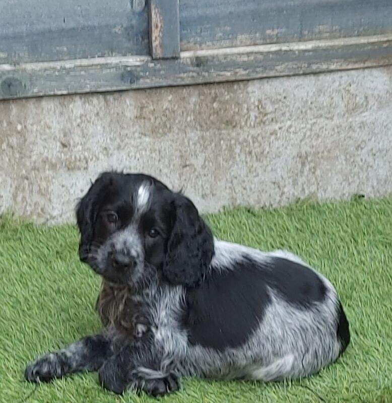*KC Reg'd Working Cocker Spaniel Puppies*Health Tested Parents* for sale in Leyland, Lancashire - Image 10