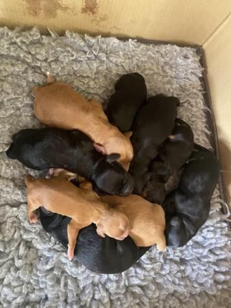 Kc Registered Cocker pups for sale in Edenbridge, Kent - Image 1