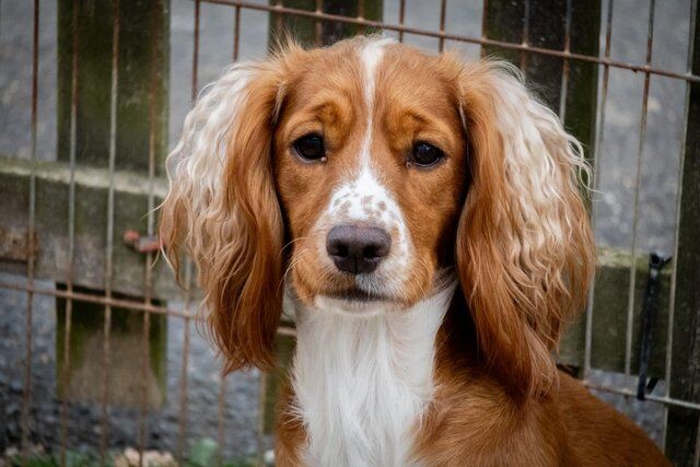 Kc Registered Cocker pups for sale in Edenbridge, Kent - Image 3