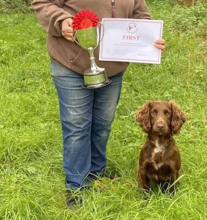 Kc Registered Cocker pups for sale in Edenbridge, Kent - Image 4