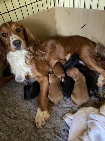 Kc Registered Cocker pups for sale in Edenbridge, Kent - Image 5