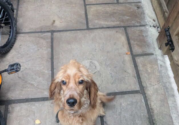 KC Registered Cocker Spaniel 6 Months old for sale in Canterbury, Kent