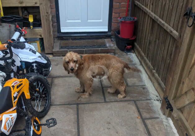 KC Registered Cocker Spaniel 6 Months old for sale in Canterbury, Kent - Image 2