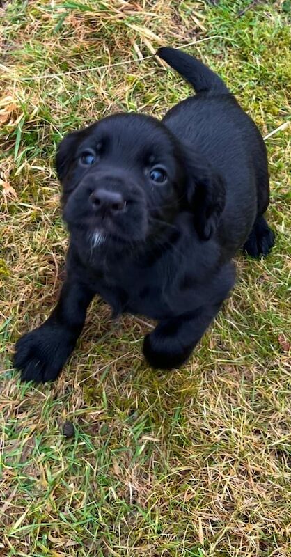 KC registered Cocker Spaniel Boy Pup for sale in Rogart, Sutherland