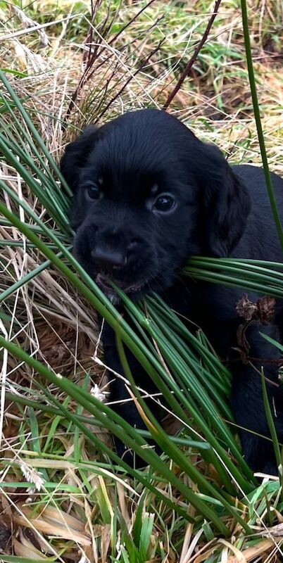 KC registered Cocker Spaniel Boy Pup for sale in Rogart, Sutherland - Image 2