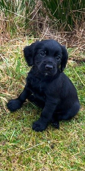 KC registered Cocker Spaniel Boy Pup for sale in Rogart, Sutherland - Image 3