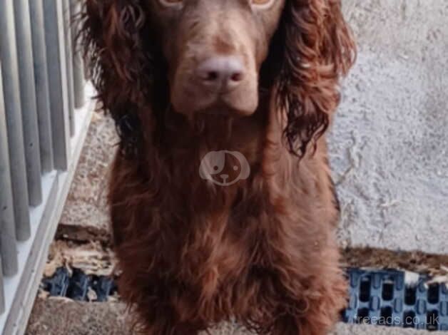 Kc Registered cocker spaniel for sale in Middlesbrough, North Yorkshire