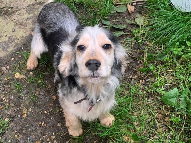 Kc registered cocker spaniel girl. for sale in Odiham, Hampshire