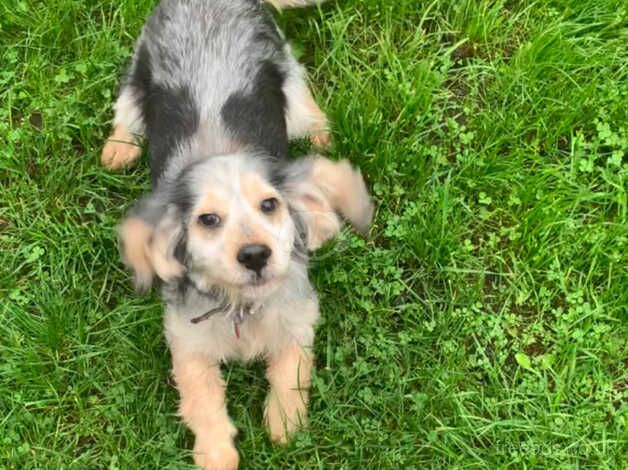 Cocker Spaniel Puppies for sale in Hampshire