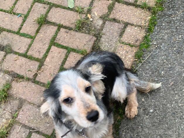 Kc registered cocker spaniel girl. for sale in Odiham, Hampshire - Image 4