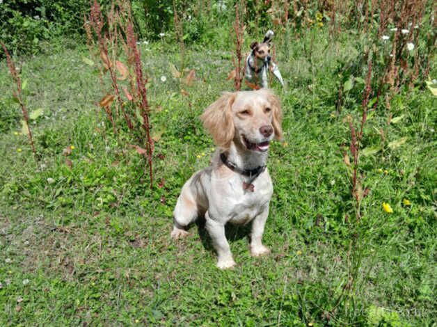 Kc registered cocker spaniel for sale in Southampton, Hampshire