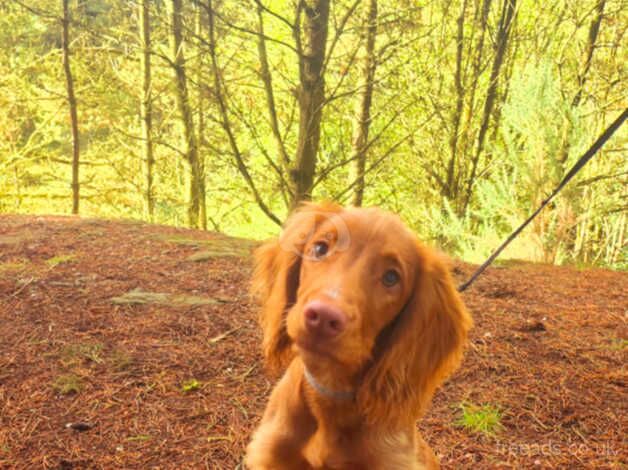 KC registered Cocker Spaniel for sale in Stoke-on-Trent, Staffordshire - Image 2