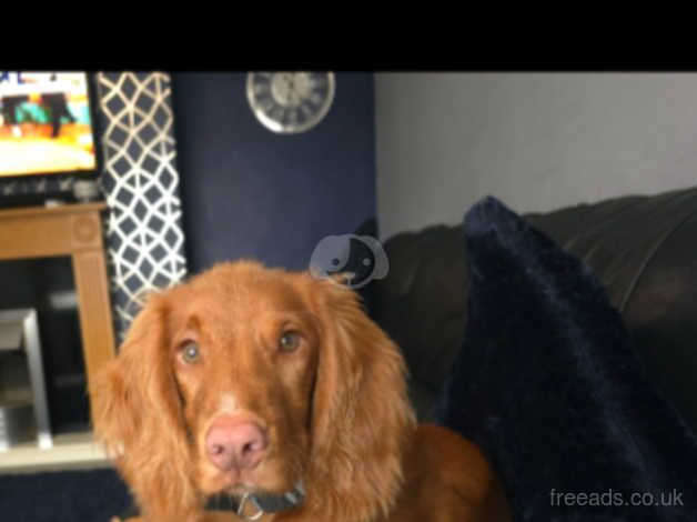 KC registered Cocker Spaniel for sale in Stoke-on-Trent, Staffordshire - Image 3