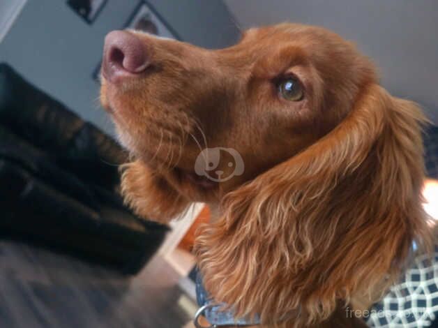 KC registered Cocker Spaniel for sale in Stoke-on-Trent, Staffordshire - Image 4