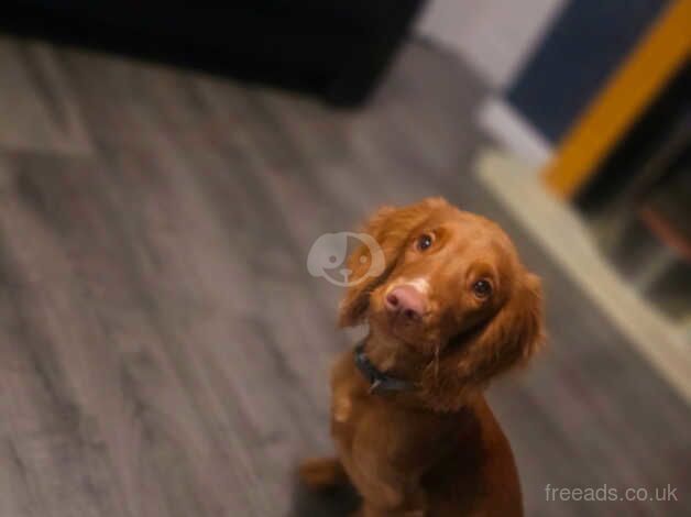 KC registered Cocker Spaniel for sale in Stoke-on-Trent, Staffordshire - Image 5