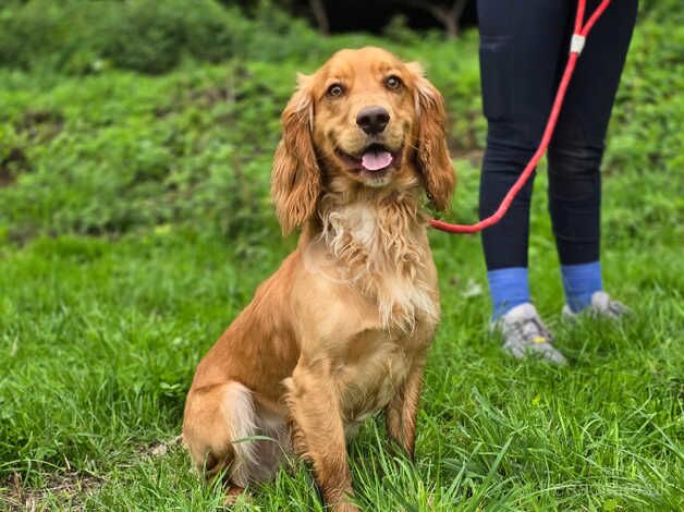 Kc registered cocker spaniel male for sale in Farnham, North Yorkshire