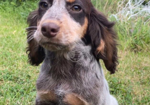 KC Registered Cocker Spaniel Puppiee for sale in Leatherhead, Surrey