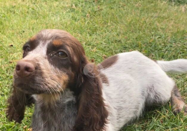 KC Registered Cocker Spaniel Puppiee for sale in Leatherhead, Surrey - Image 2