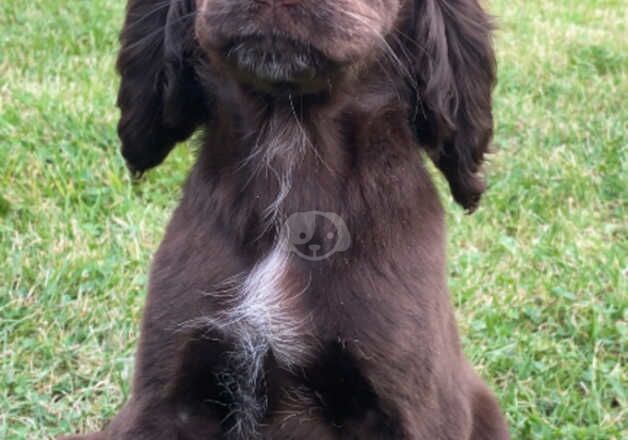 Cocker Spaniel Puppies for sale in Surrey