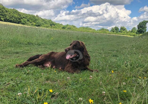 KC Registered Cocker Spaniel Puppiee for sale in Leatherhead, Surrey - Image 4