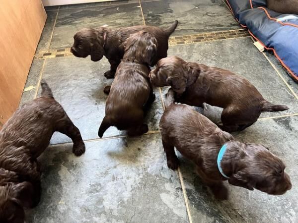 Kc registered Cocker spaniel puppies for sale in Dronfield, Derbyshire - Image 1