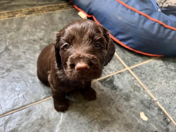 Kc registered Cocker spaniel puppies for sale in Dronfield, Derbyshire - Image 3