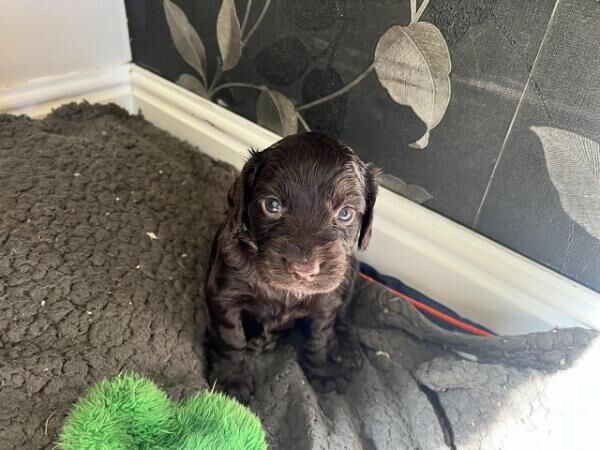 Kc registered Cocker spaniel puppies for sale in Dronfield, Derbyshire - Image 4