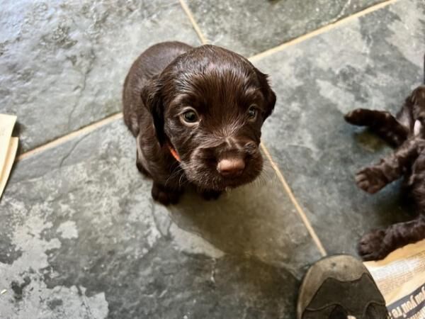 Kc registered Cocker spaniel puppies for sale in Dronfield, Derbyshire - Image 5