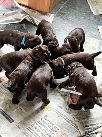 Kc registered Cocker spaniel puppies for sale in Dronfield, Derbyshire