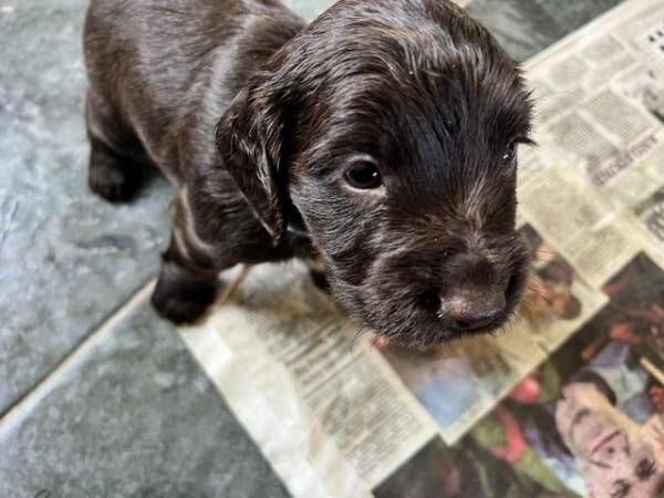 Kc registered Cocker spaniel puppies for sale in Dronfield, Derbyshire - Image 2