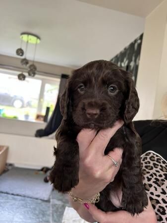 Kc registered Cocker spaniel puppies for sale in Dronfield, Derbyshire - Image 5