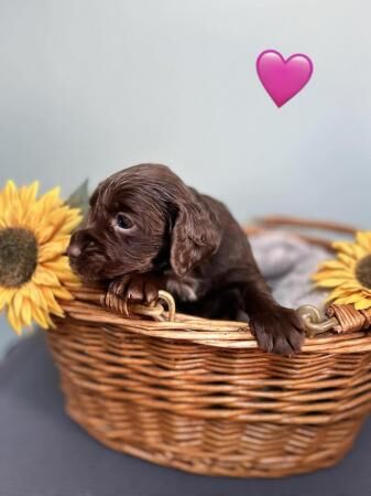 Kc Registered Cocker spaniel puppies for sale in Manchester, Greater Manchester - Image 1