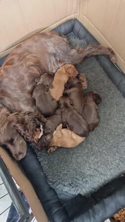 Kc Registered Cocker spaniel puppies for sale in Manchester, Greater Manchester - Image 2