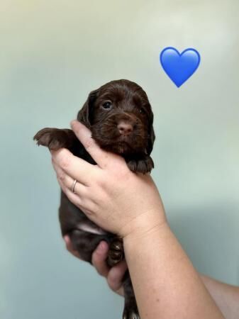 Kc Registered Cocker spaniel puppies for sale in Manchester, Greater Manchester - Image 3