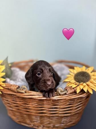 Kc Registered Cocker spaniel puppies for sale in Manchester, Greater Manchester - Image 4