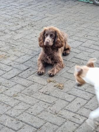 Kc Registered Cocker spaniel puppies for sale in Manchester, Greater Manchester - Image 5