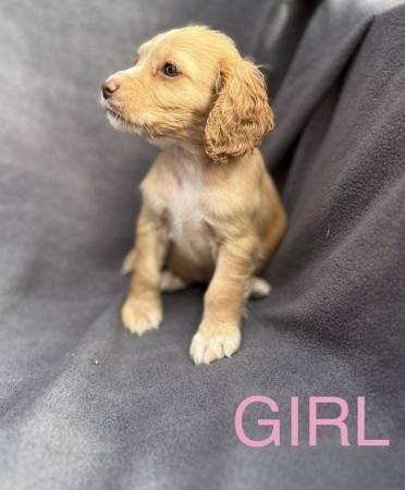 KC registered cocker spaniel puppies for sale in Ashford, Kent