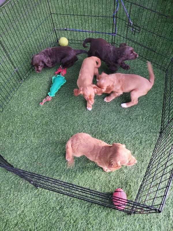 Kc registered Cocker spaniel puppies for sale in Golborne, Greater Manchester