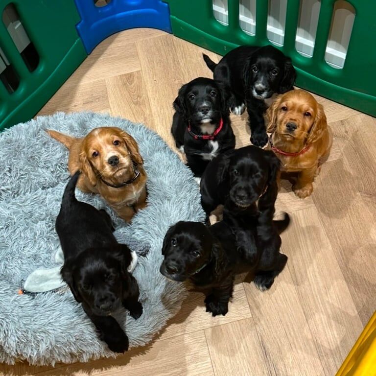 KC Registered Cocker Spaniel Puppies for sale in Wheatley Hill, Durham