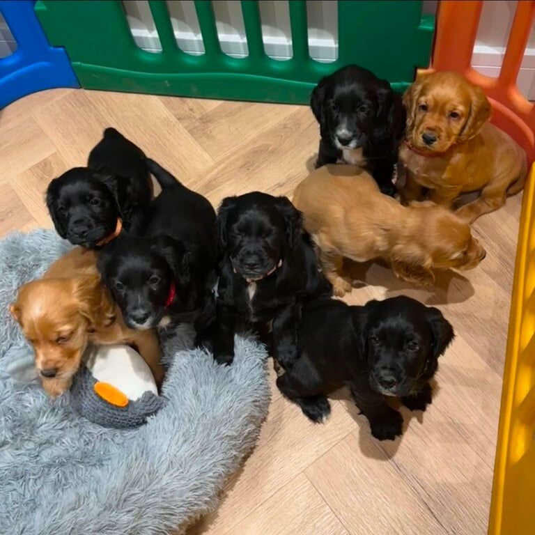 KC Registered Cocker Spaniel Puppies for sale in Wheatley Hill, Durham - Image 2