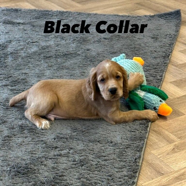 KC Registered Cocker Spaniel Puppies for sale in Wheatley Hill, Durham - Image 3